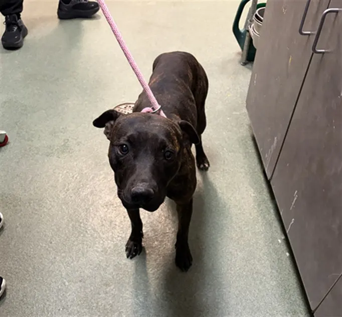 Adoptable Dog