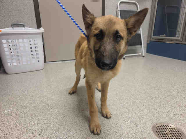 Adoptable Dog