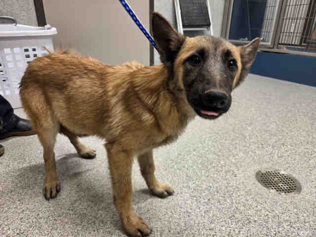 Adoptable Dog