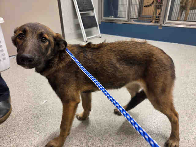 Adoptable Dog