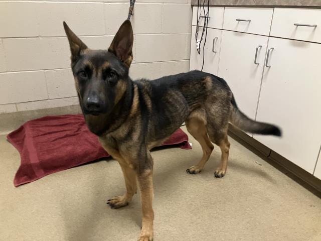 Adoptable Dog