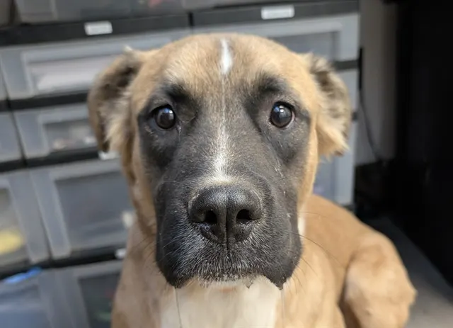 Astro*