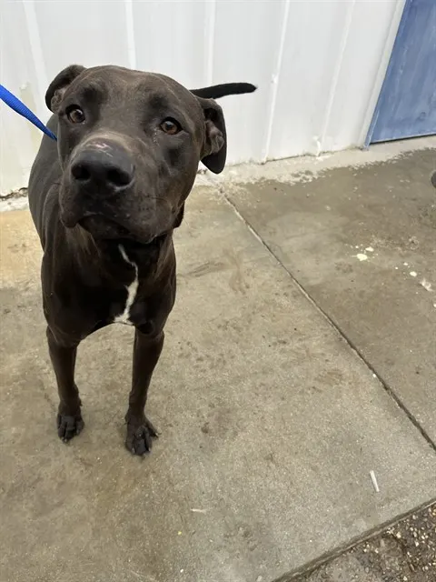 Rocco