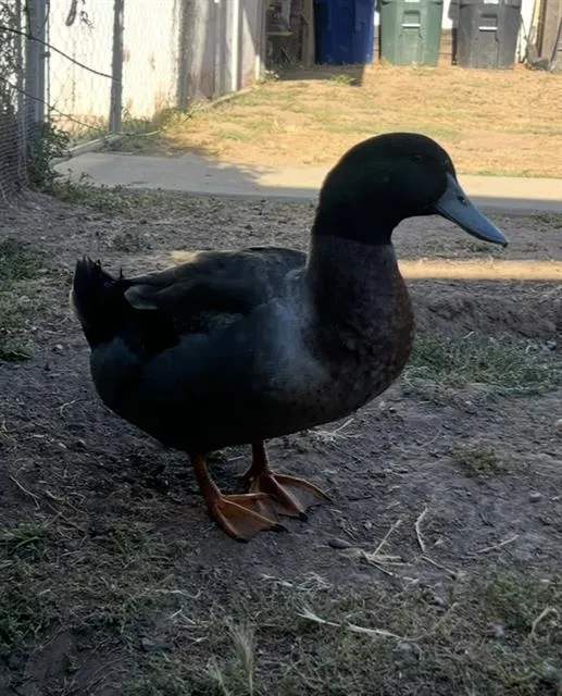 Marvin