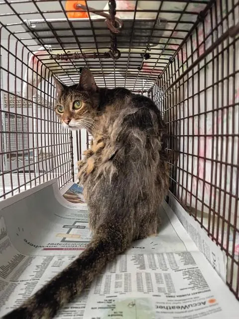 Adoptable Cat