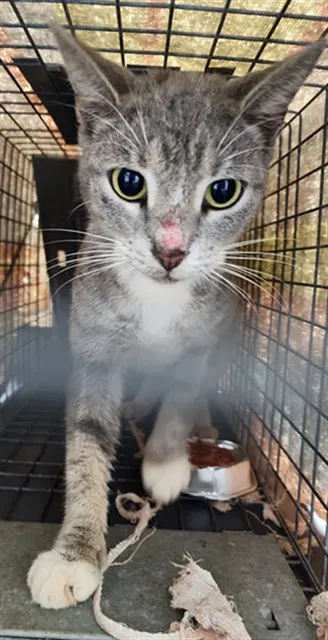 Adoptable Cat