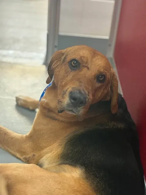 *Roscoe