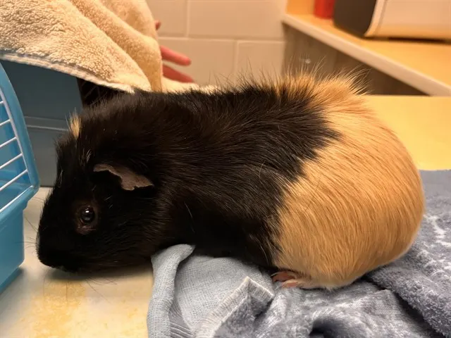 Mochi
