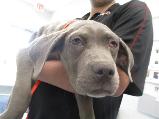 Adoptable Dog