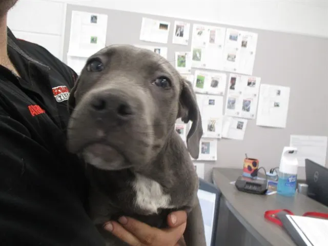 Adoptable Dog