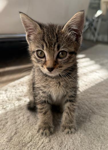 Cleo