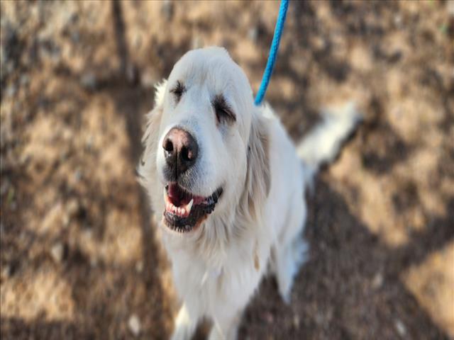 Blanca