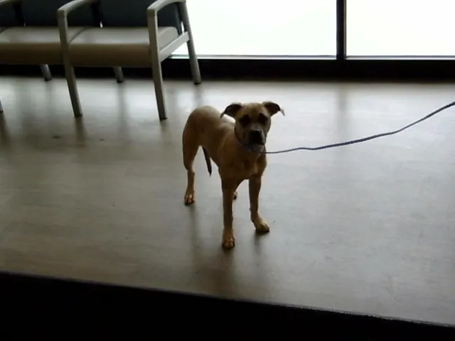 Adoptable Dog