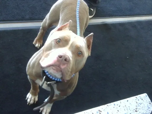 Adoptable Dog