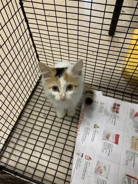 Adoptable Cat