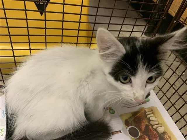 Adoptable Cat