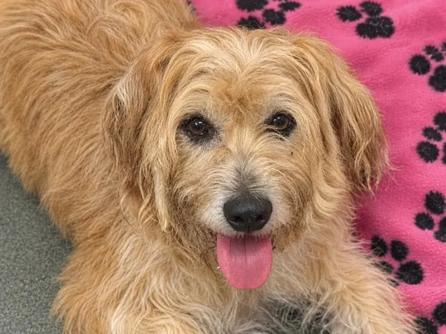 Benji