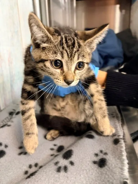 Eliza/Poblano
