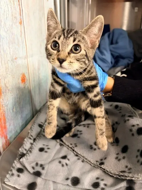 Angelica/Tabasco