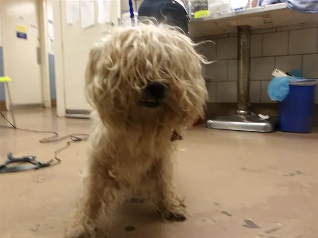 Adoptable Dog