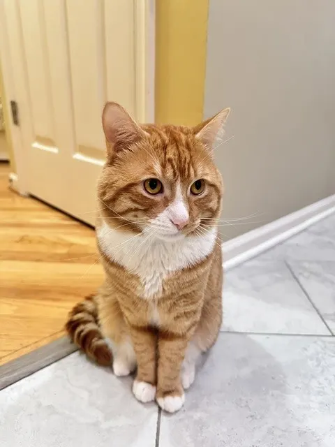 Mishmish