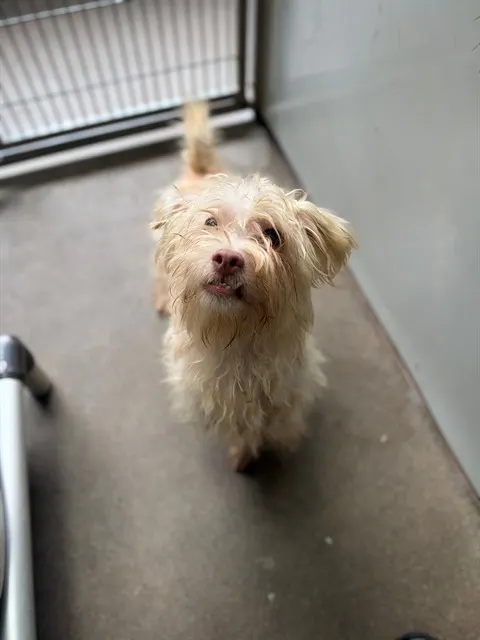 Adoptable Dog