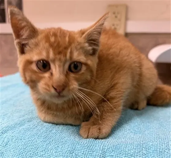 Adoptable Cat