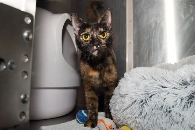 *Torti Tilla