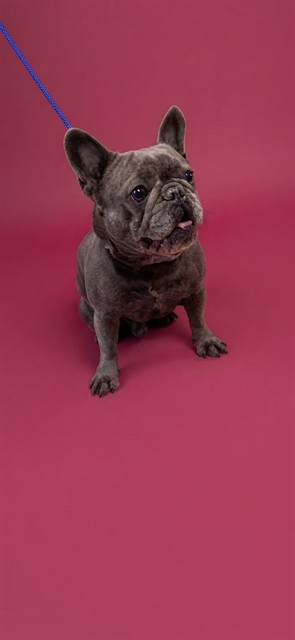 Bella