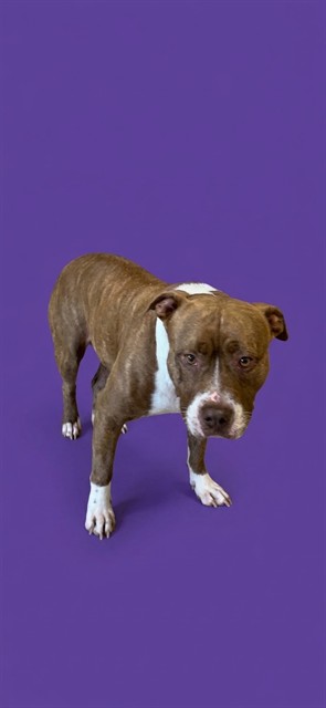 Maggie