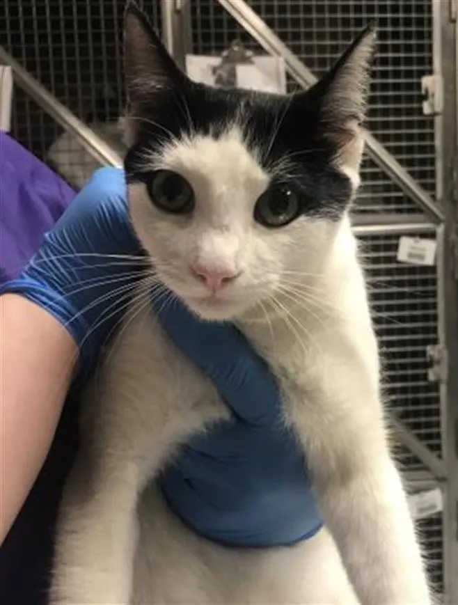 Adoptable Cat