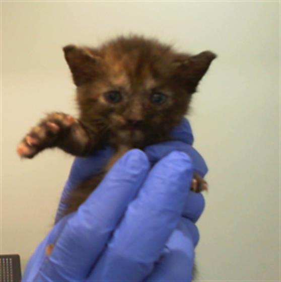 Adoptable Cat