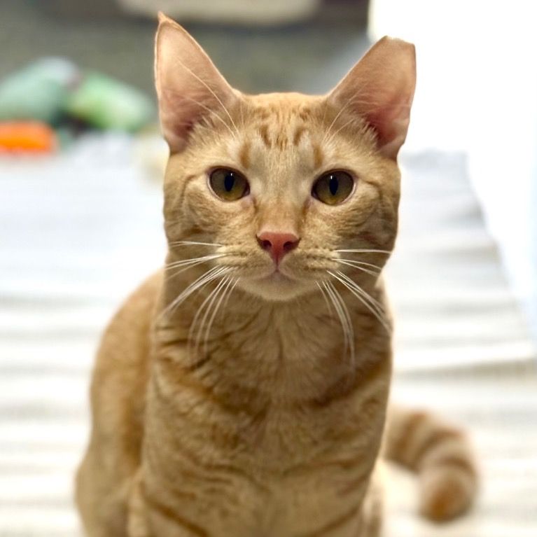 Fiyero