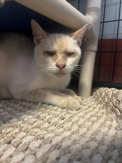 Charlie (Declawed
