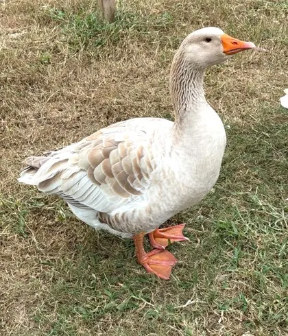 Quackers