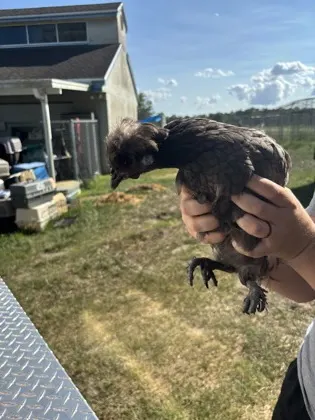 Chicken 19
