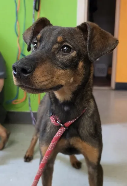 Stray Pleasant Grove Avail 10/