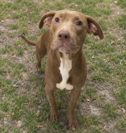 Bubba