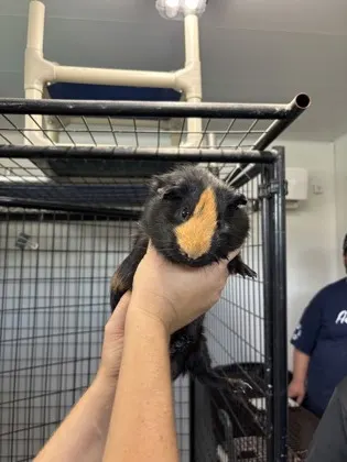 Guinea Pig 8