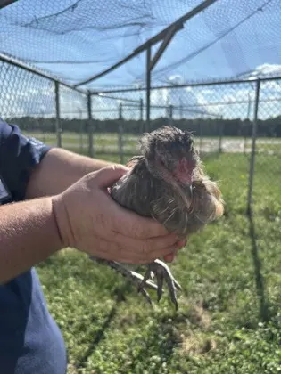 Chicken 26