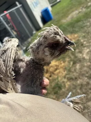 Chicken 3