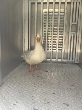 Duck 1
