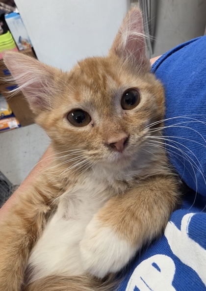 Gingersnap