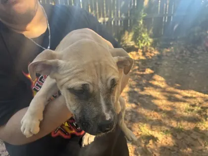 Pup3/ Glen St/ Available