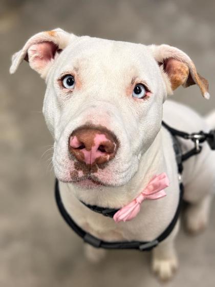 Menace-Avail 10/3