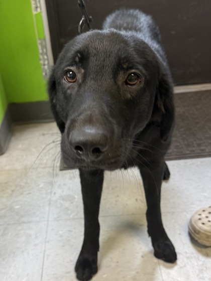Stray-Trail 10-Inverness-Avail