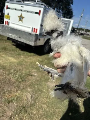 Chicken 7