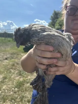 Chicken 2