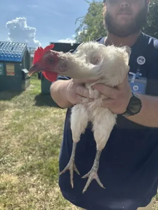 Chicken 20