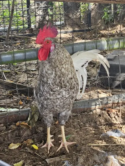 Rooster / Stray / Eden Dr